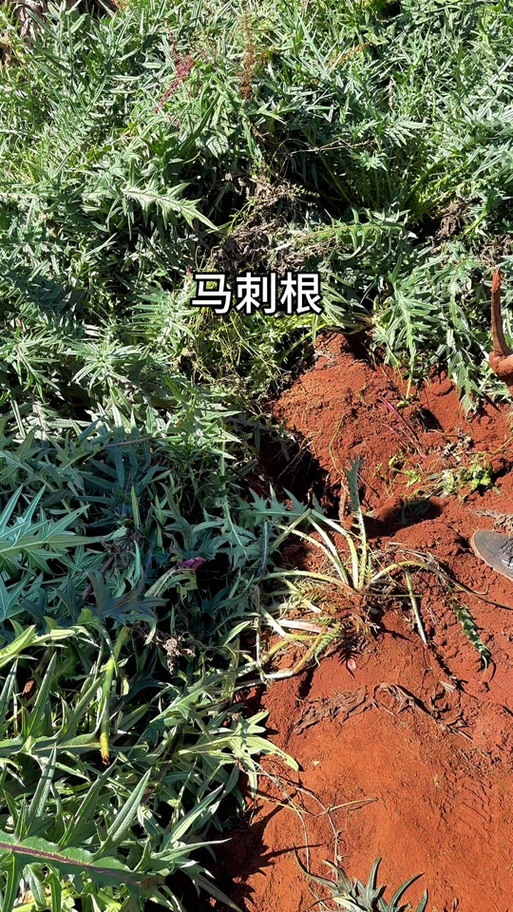 马刺根的做法大全（马刺根的营养价值与药用价值）